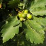 Quercus petraea